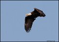 _0SB9066 american bald eagle